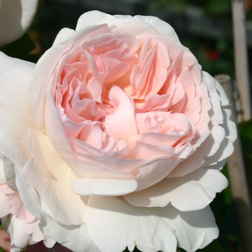 Rozenstruik - Webwinkel - theehybriden - wit - roze - Rosa Sebastian Kneipp® - sterk geurende roos - W. Kordes & Sons - -